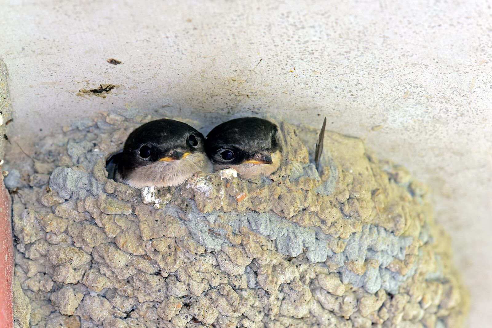 Nikon D750 sample photo. Martins, swallows, birds photography