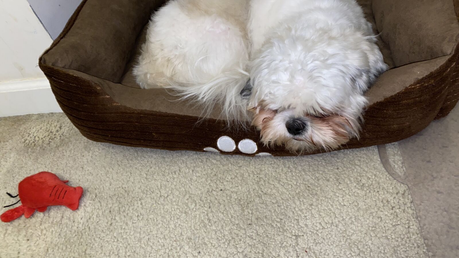 Apple iPhone 11 Pro Max sample photo. Dog, shih tzu, sleep photography
