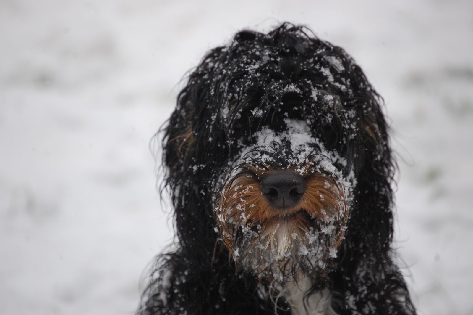 Nikon D40 sample photo. Sproodle, dog, phantom photography