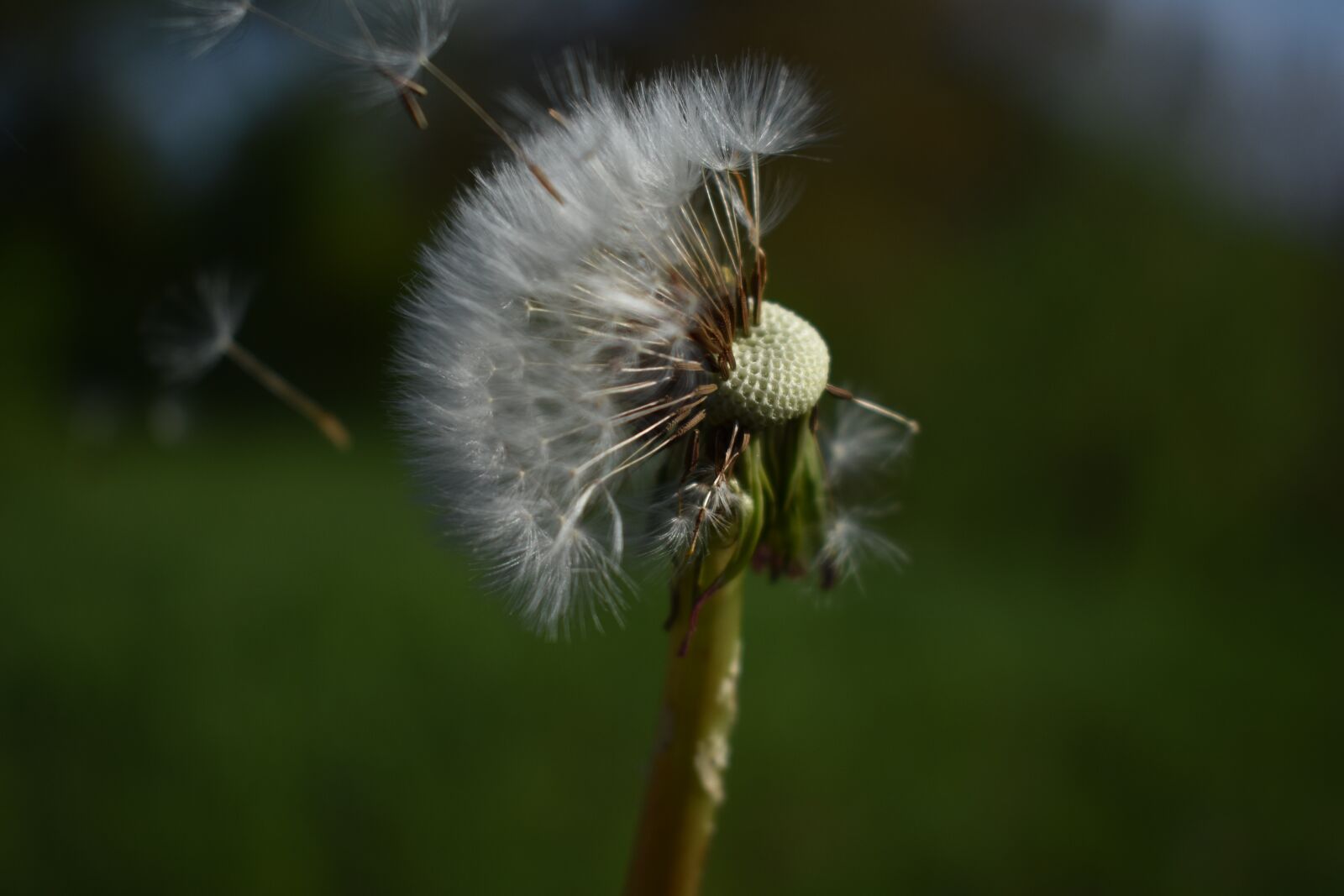 Nikon D3400 sample photo. Dandelion, flower, pointed flower photography