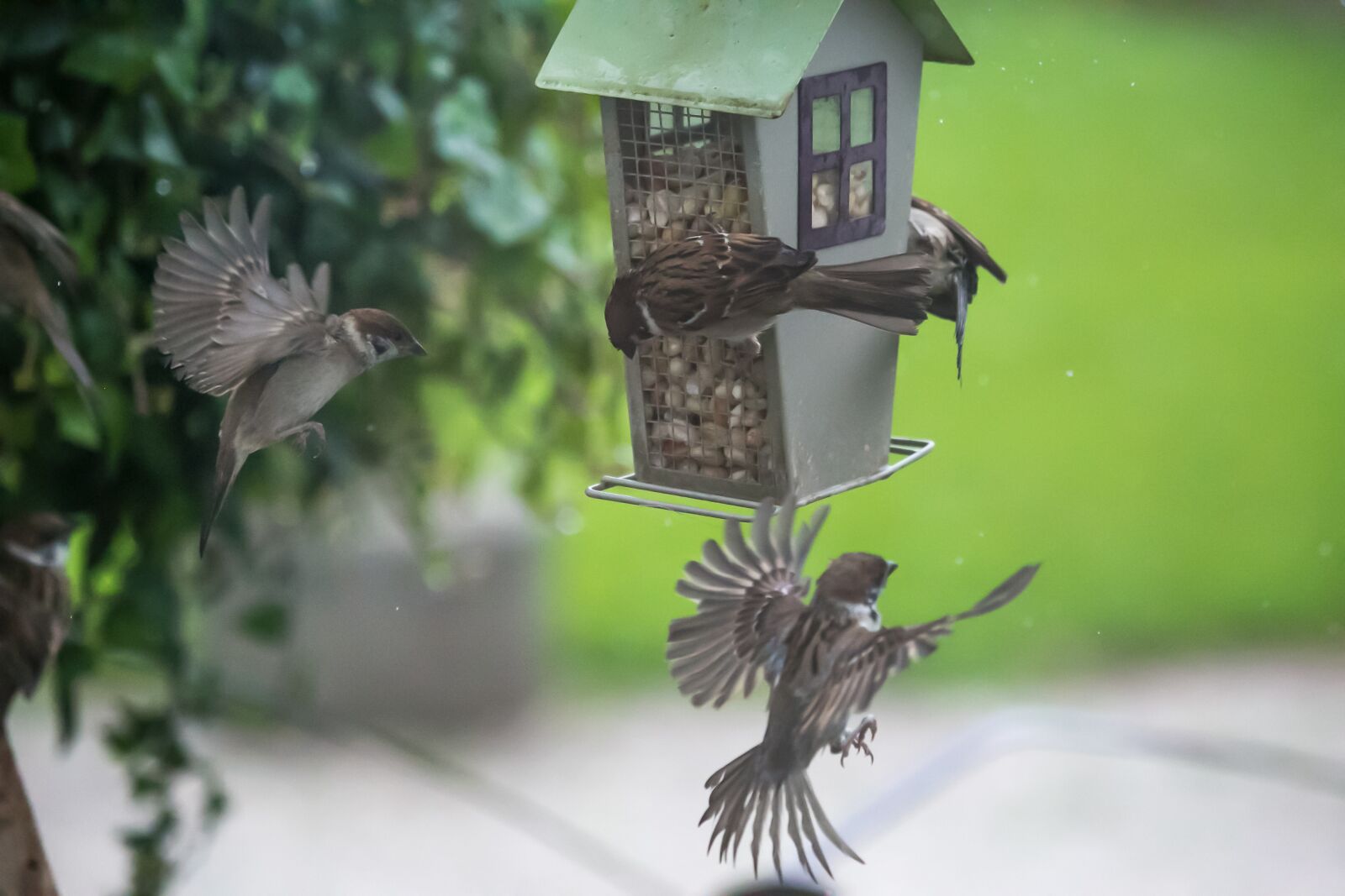 Canon EF 100-400mm F4.5-5.6L IS USM sample photo. Sparrow, sperling, bird photography