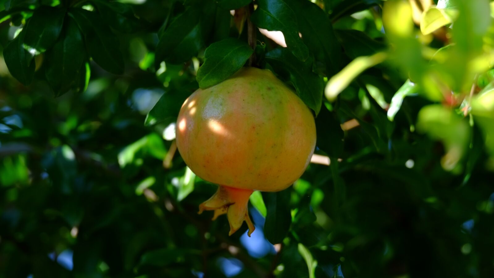 Fujifilm X-Pro1 sample photo. Pomegranate, fruit, tree photography