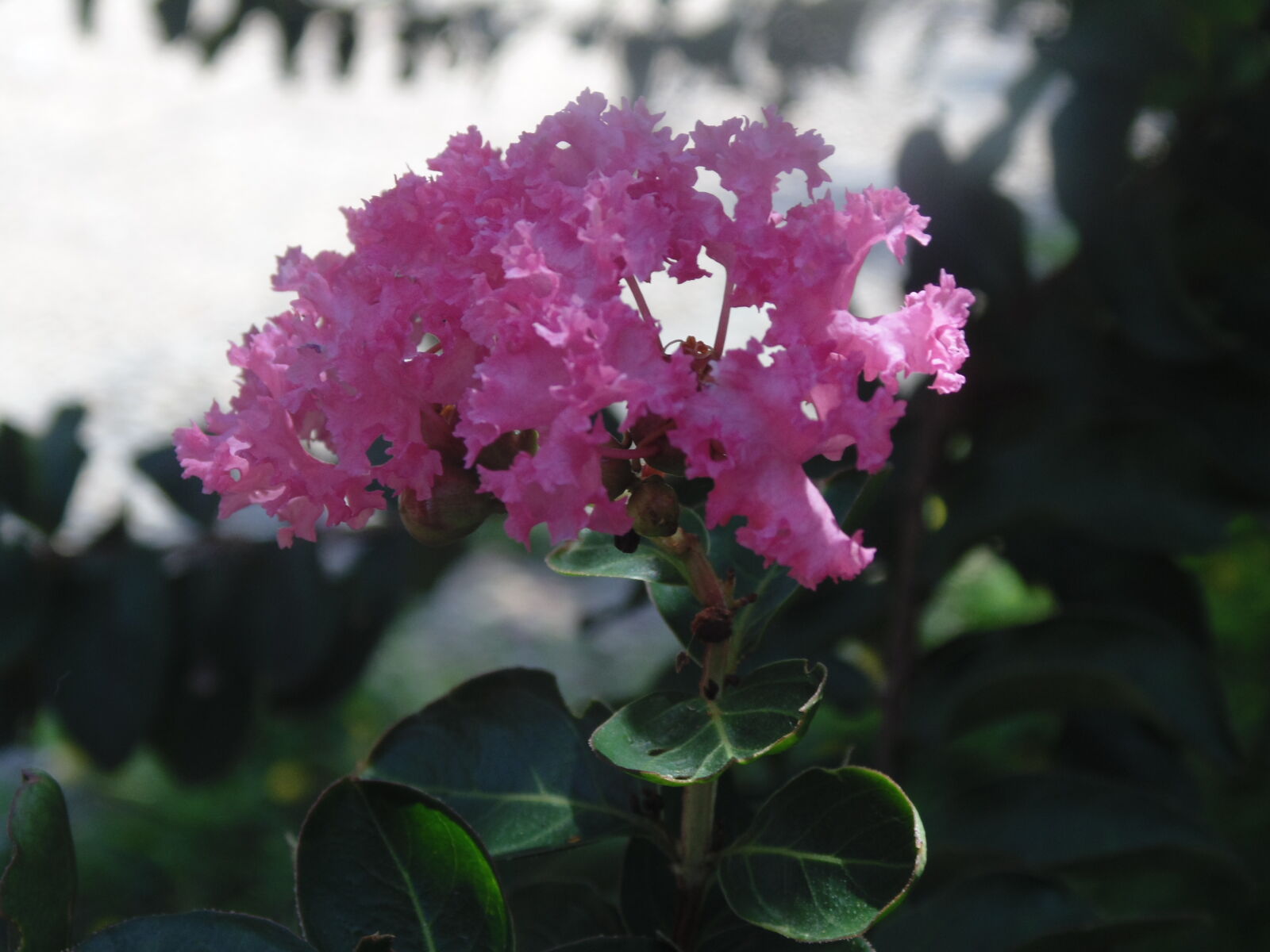 Sony Cyber-shot DSC-H200 sample photo. Flowers, pink photography