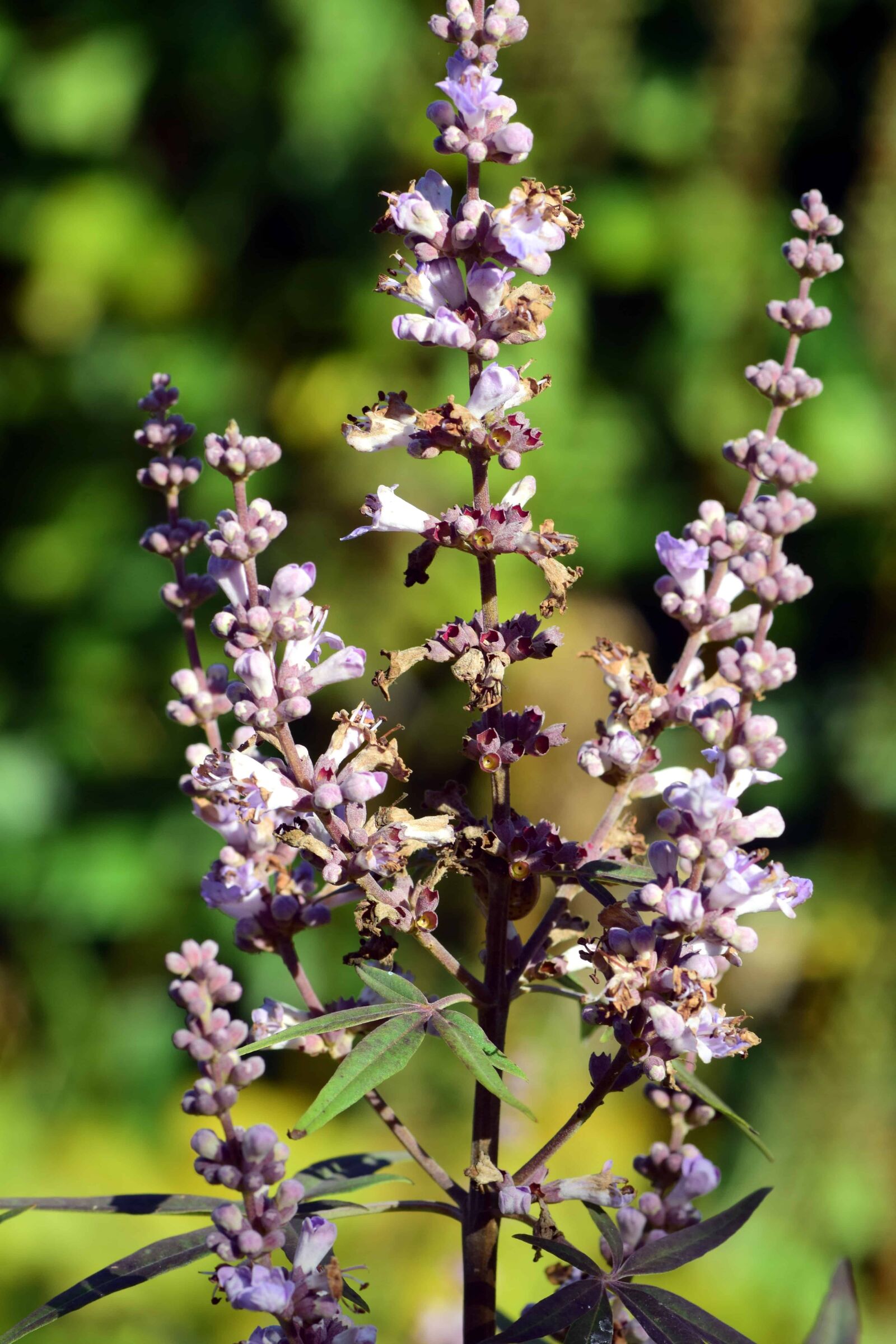 Nikon D3300 sample photo. Flower, nature, flora, leaf photography