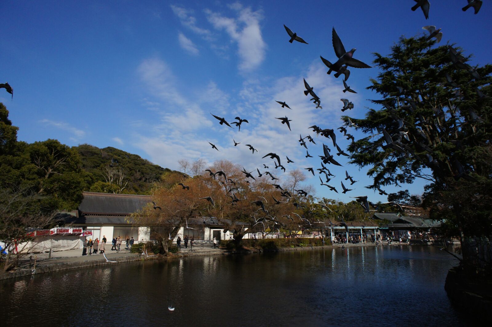 Sony Alpha NEX-3 + Sony E 16mm F2.8 sample photo. Tsuruoka hachiman-gu shrine, bird photography
