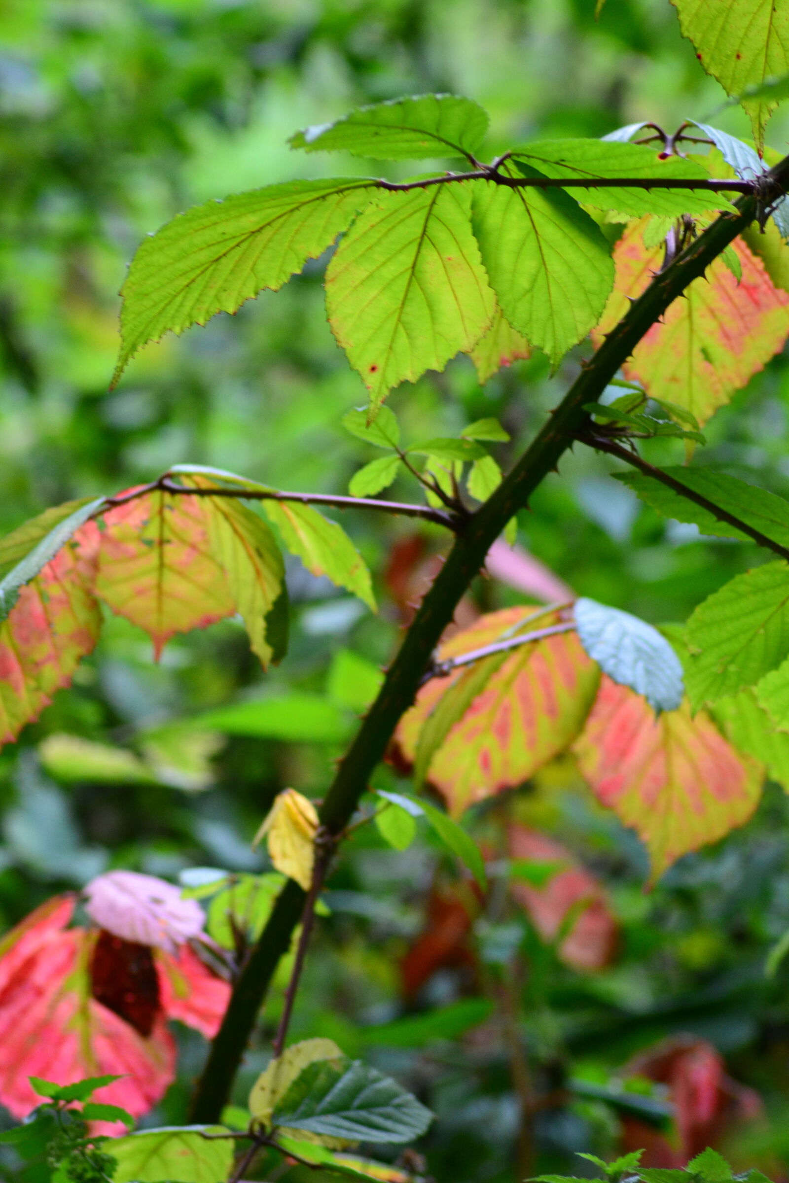 Nikon D3100 sample photo. Autumn, bush, foliage, forest photography