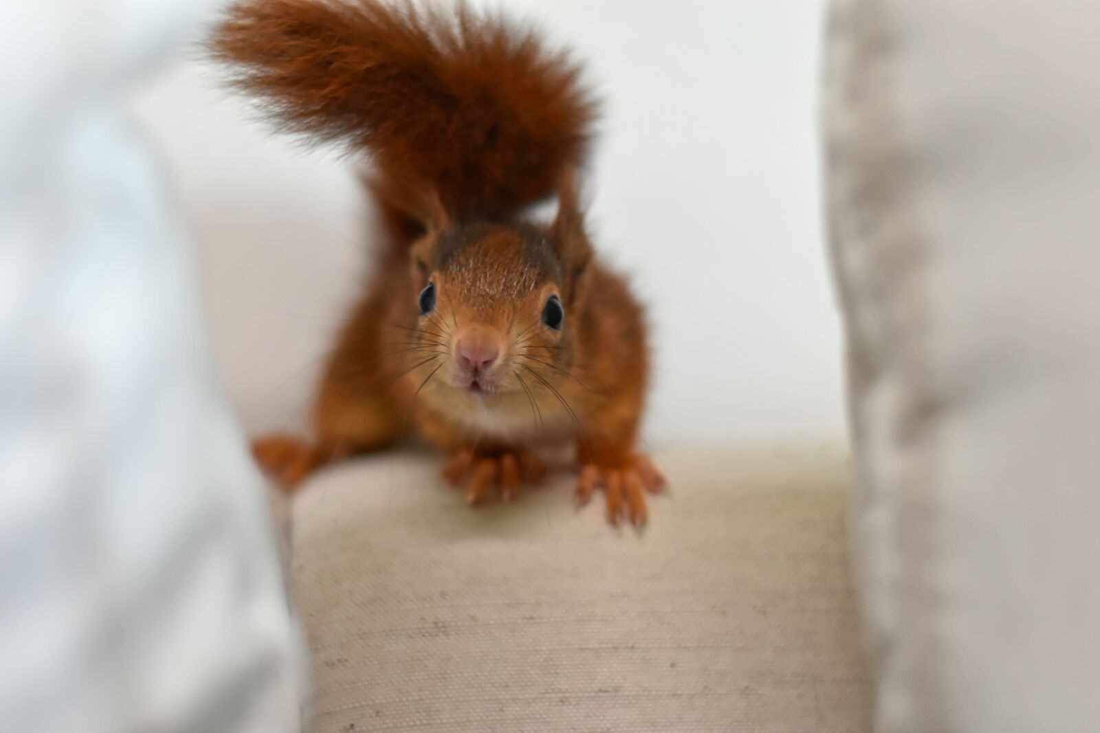 Nikon D7200 sample photo. Squirrel, young animal, small photography