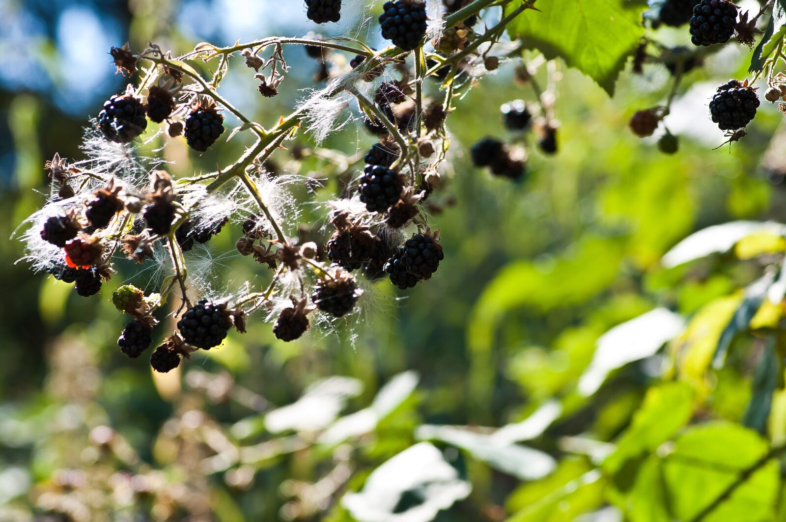 Nikon D5000 sample photo. Blackberry, nature, delicious photography