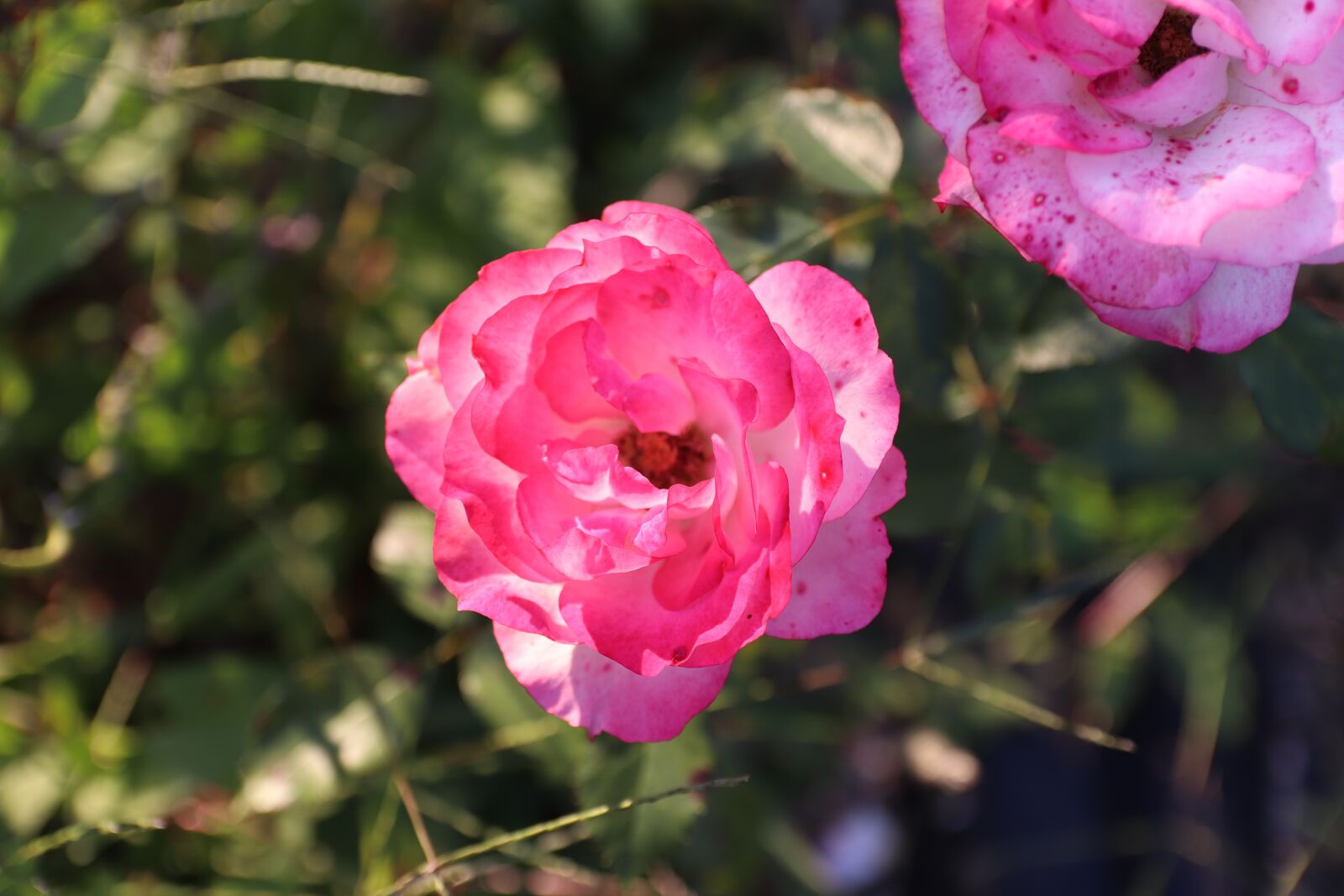 Canon EOS 800D (EOS Rebel T7i / EOS Kiss X9i) sample photo. Flower, flowers, nature photography
