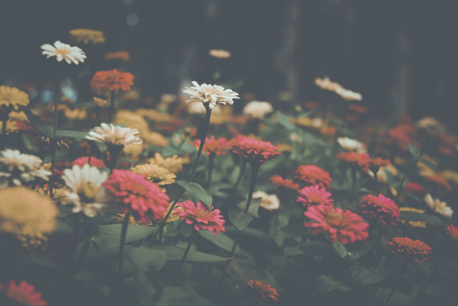 Nikon D60 sample photo. Flower, filter, nature photography