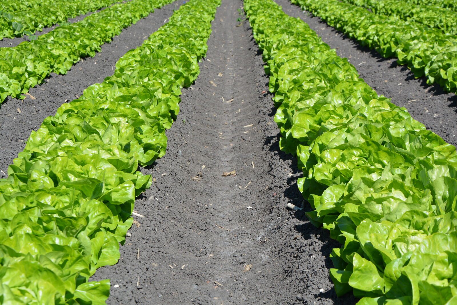 Nikon D5200 sample photo. Lettuce photography