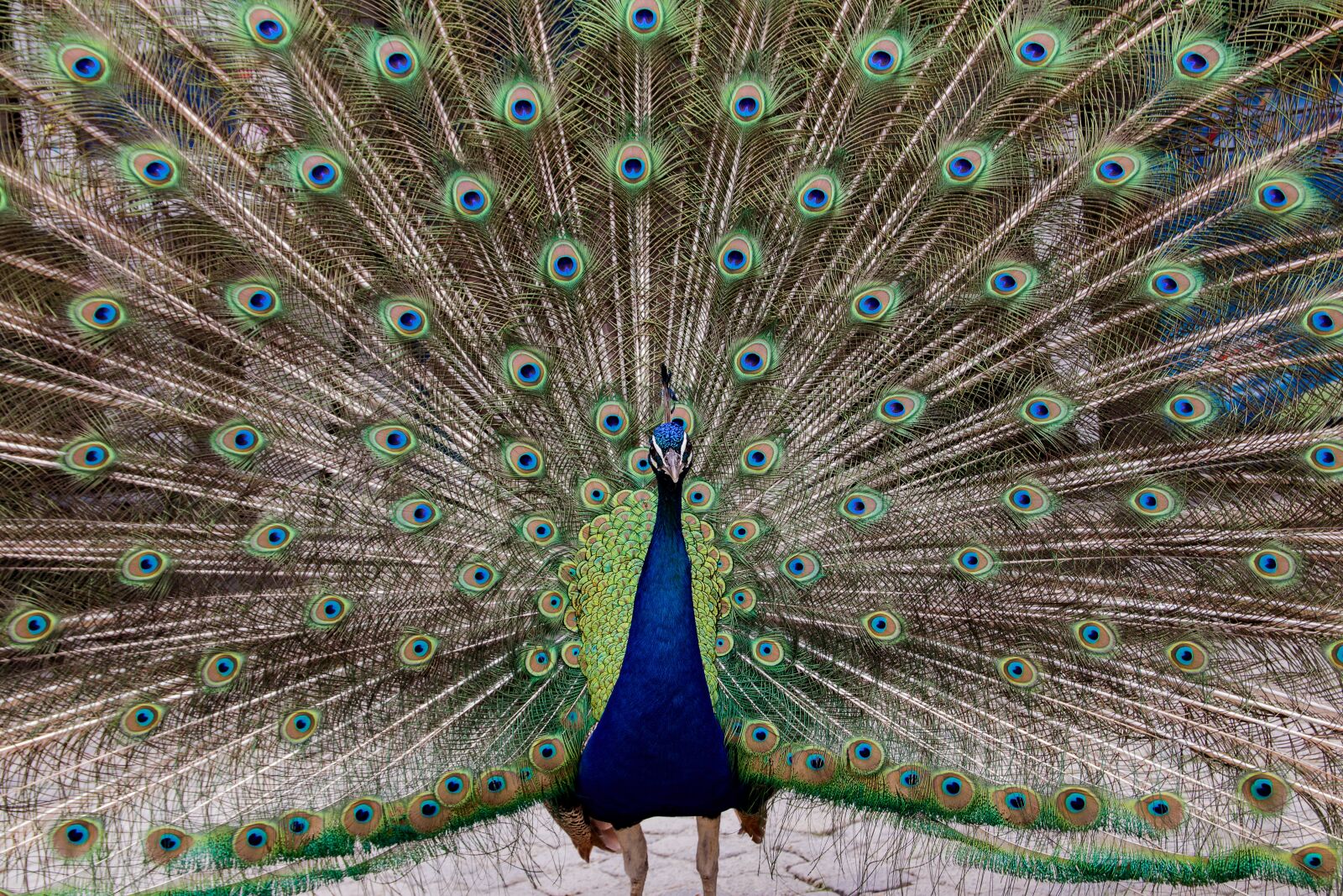 Canon EOS 80D sample photo. Peacock, bird, animal photography