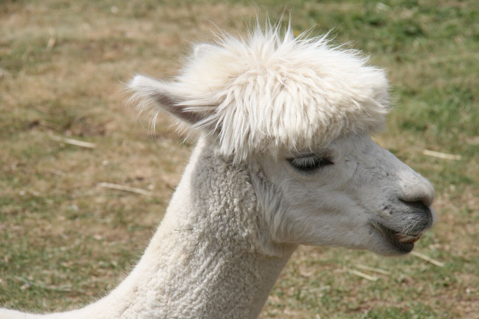 Canon EOS 400D (EOS Digital Rebel XTi / EOS Kiss Digital X) sample photo. Alpaca, wool, portrait photography