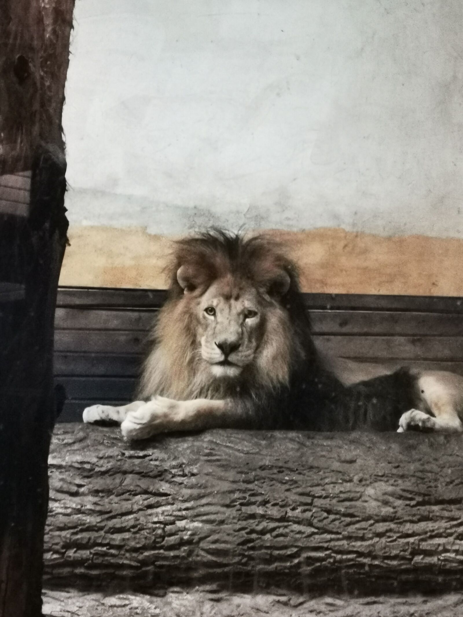 HUAWEI P30 Pro sample photo. Lion, zoo, predator photography