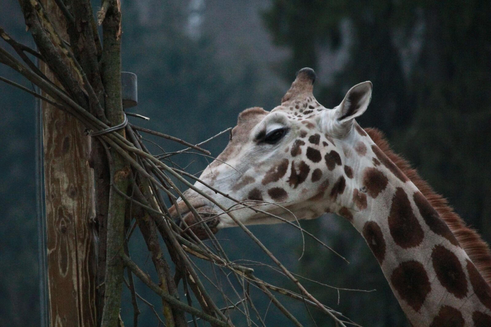 Canon EOS 550D (EOS Rebel T2i / EOS Kiss X4) sample photo. Giraffe, zoo, wild photography