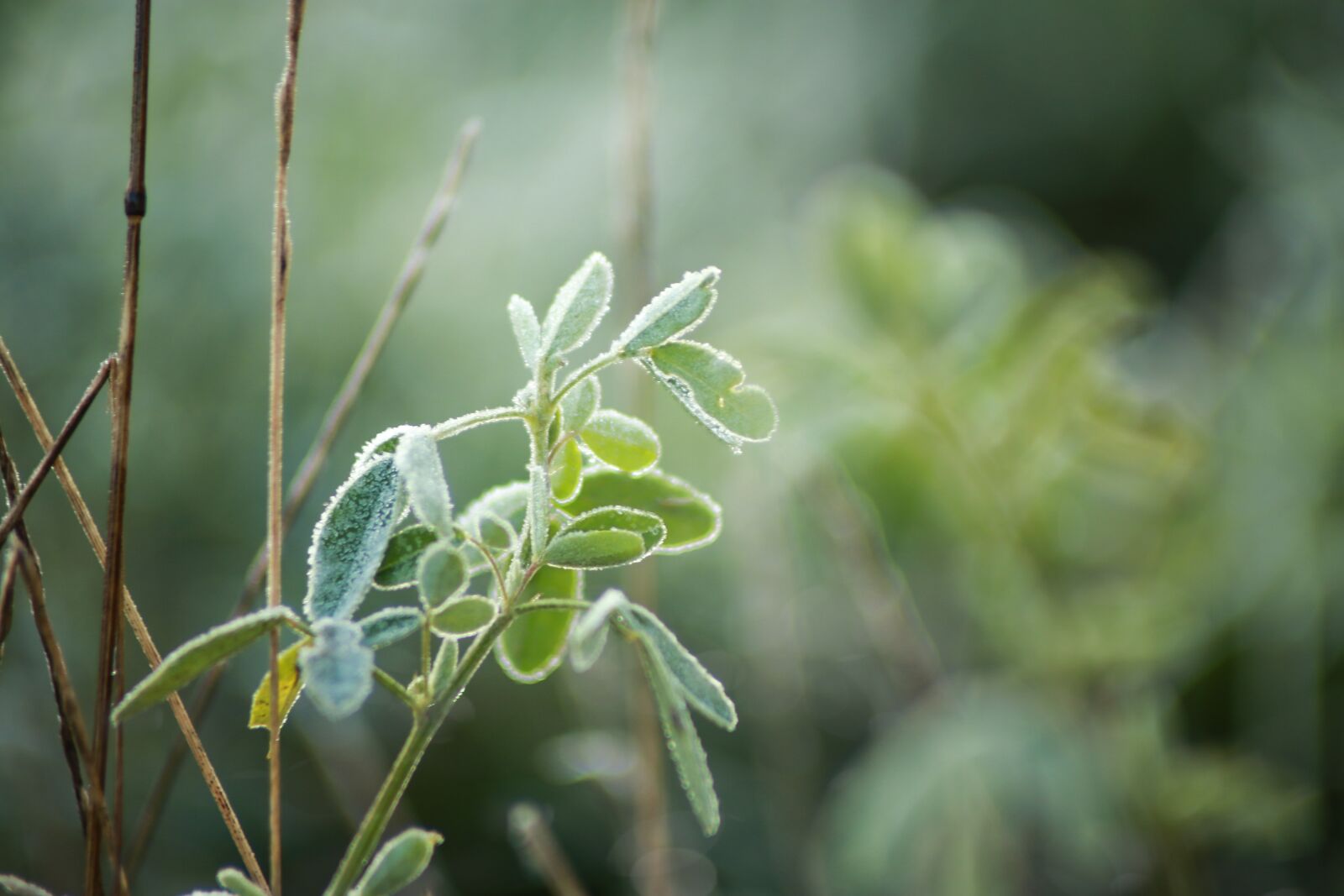 Canon EOS 70D + Canon EF 70-210mm f/4 sample photo. Green, plant, frost photography