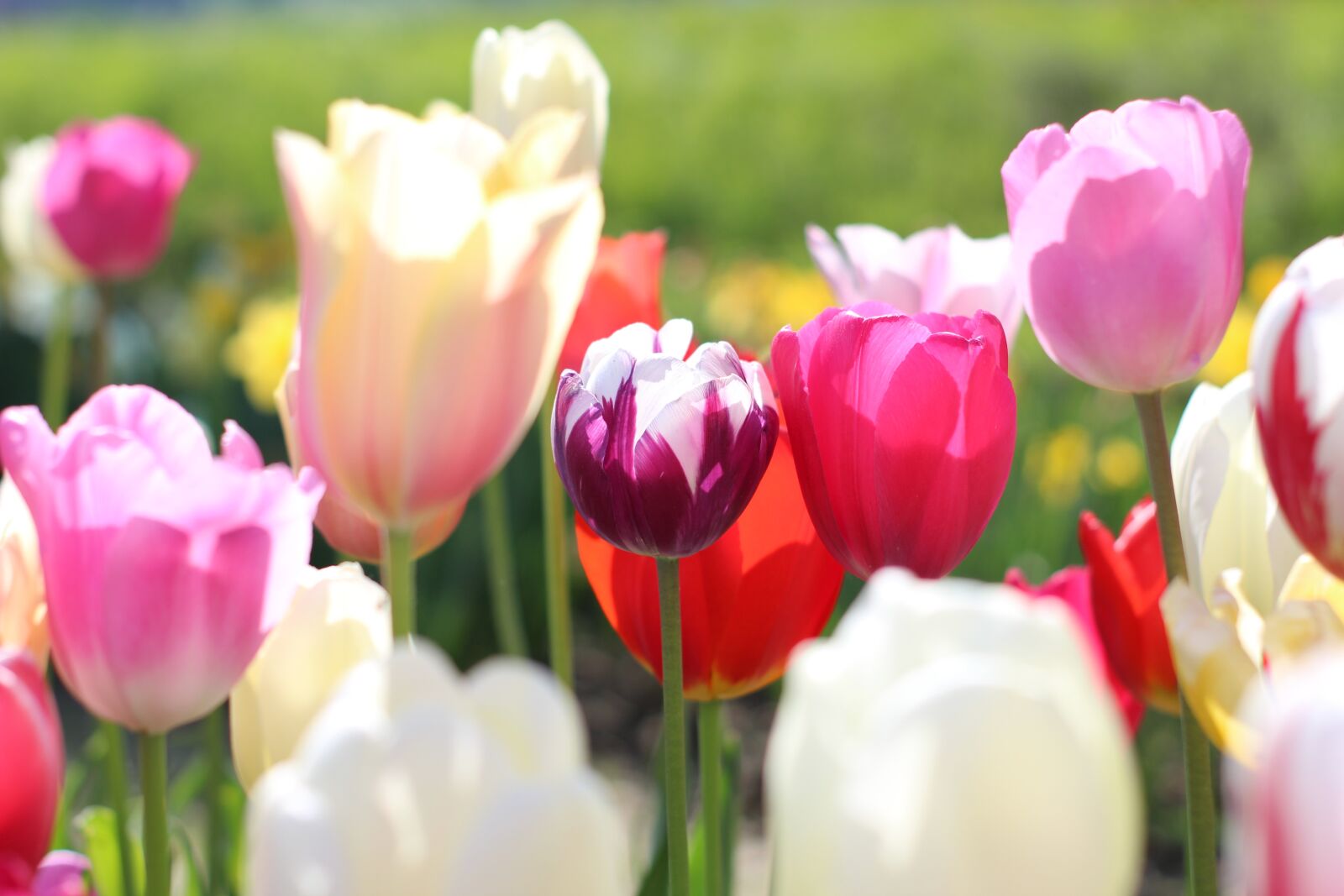 Canon EOS 1300D (EOS Rebel T6 / EOS Kiss X80) sample photo. Flowers, spring, tulips photography