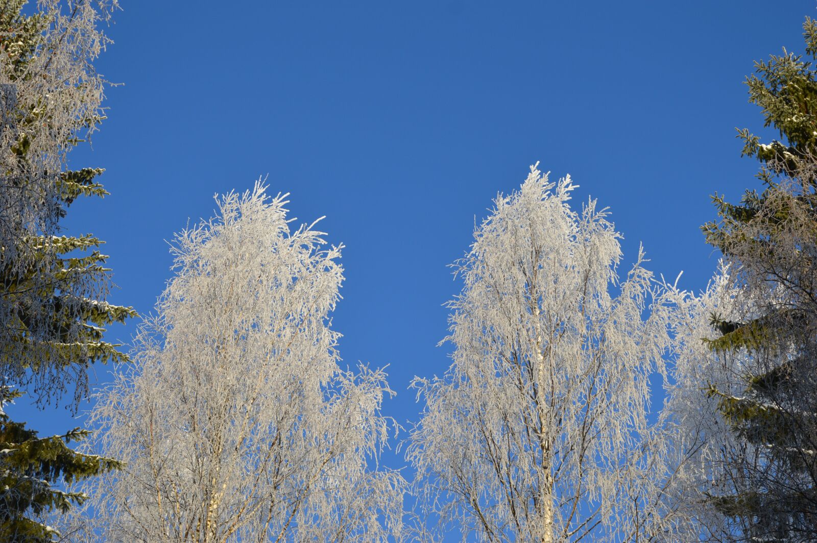 Nikon D3200 sample photo. Trees, winter, nature photography