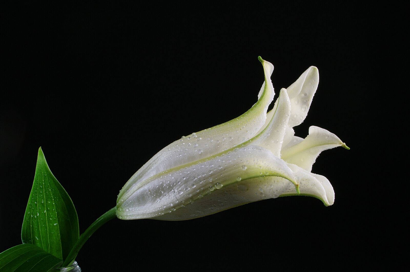 Canon EOS 400D (EOS Digital Rebel XTi / EOS Kiss Digital X) sample photo. Lilium, flower, white photography