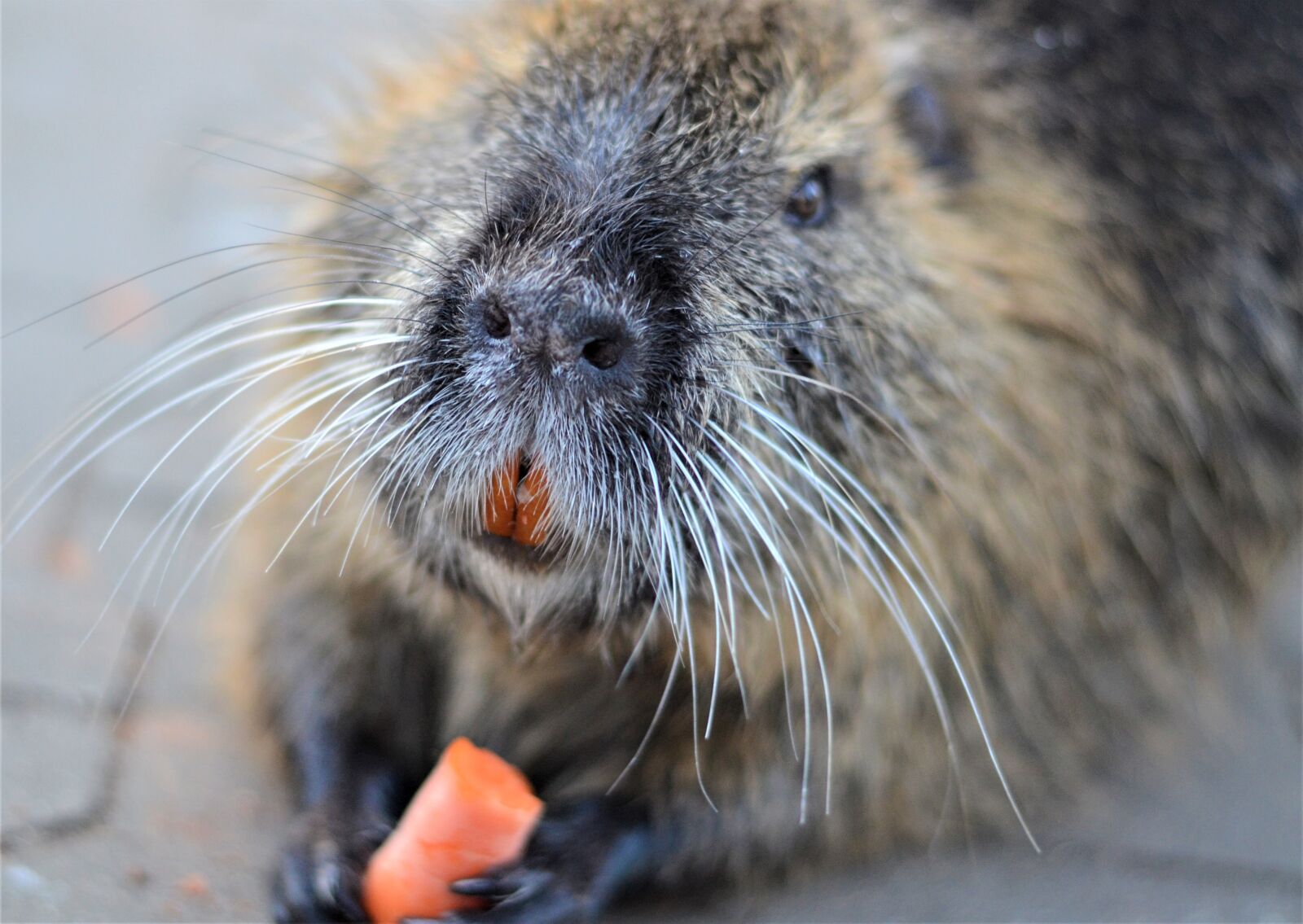 Nikon D5100 sample photo. Coypu, nature, nutria photography