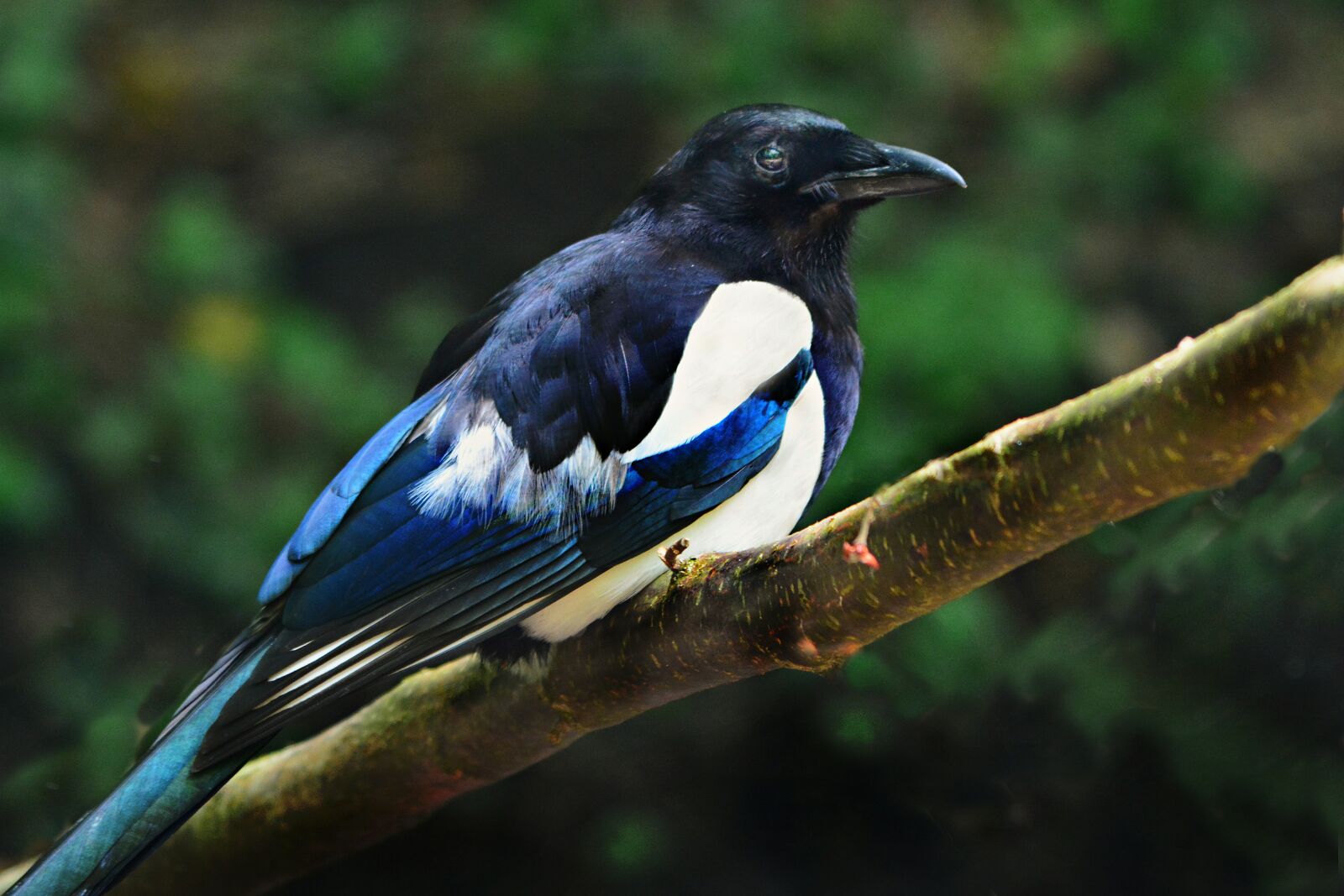 Nikon D7100 sample photo. Magpie, bird, animal photography
