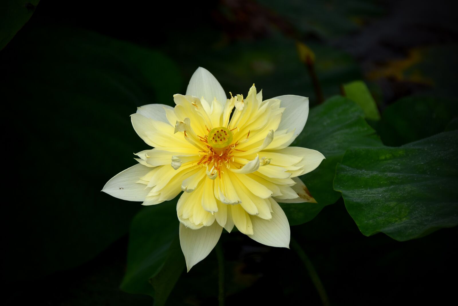 Nikon D7200 sample photo. Lotus flowers, red, nice photography