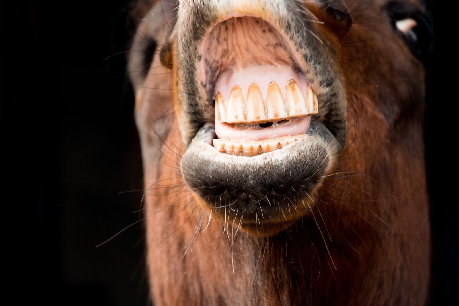 Nikon D3300 sample photo. Portrait, face, animal photography