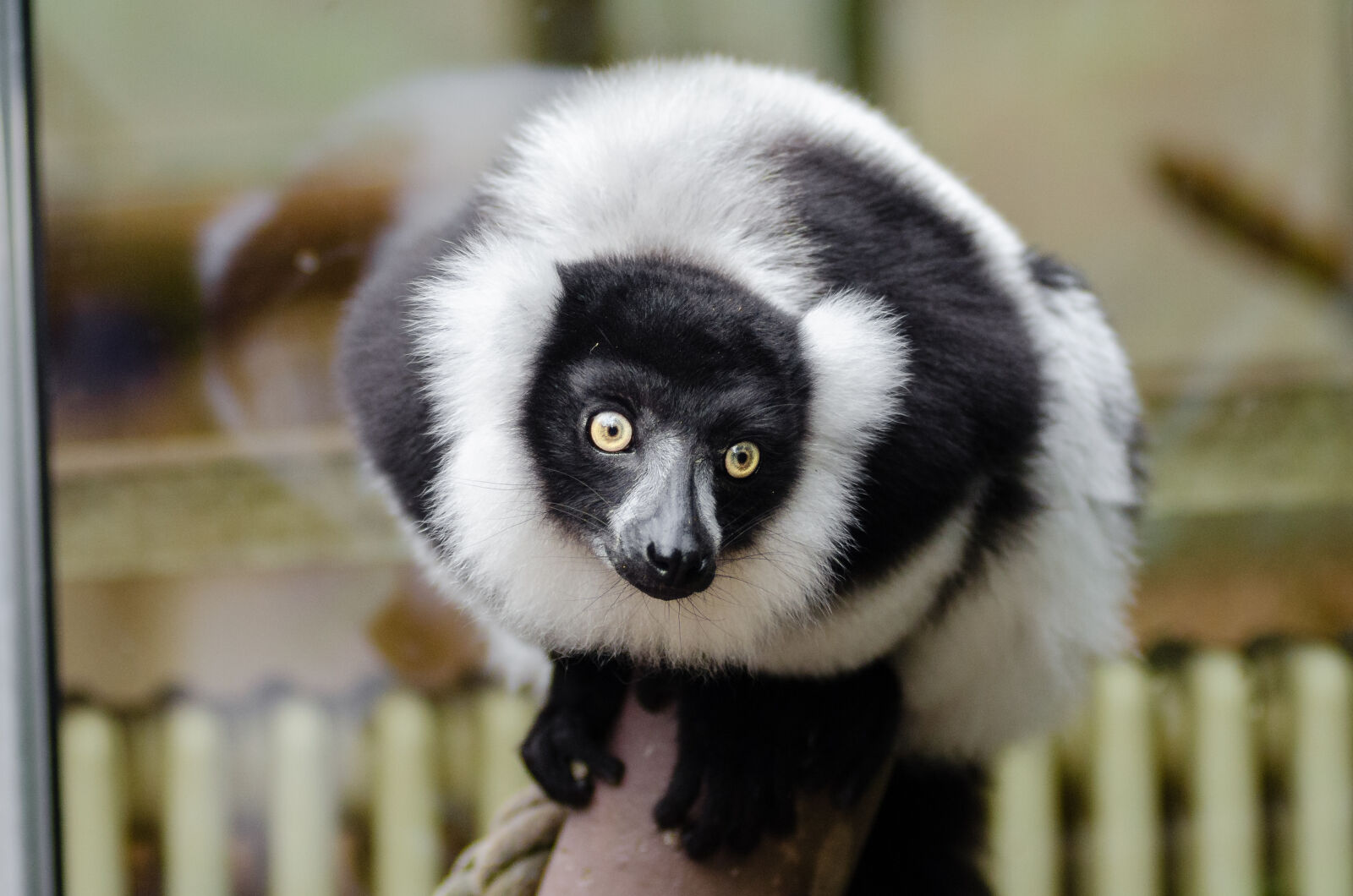 AF Zoom-Nikkor 80-200mm f/2.8 ED sample photo. Colobus, monkey, perched, on photography