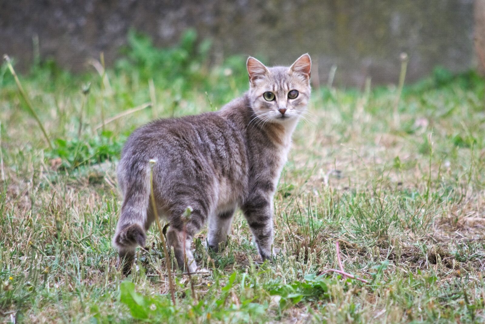 Nikon D5200 sample photo. Animal, mammal, nature photography