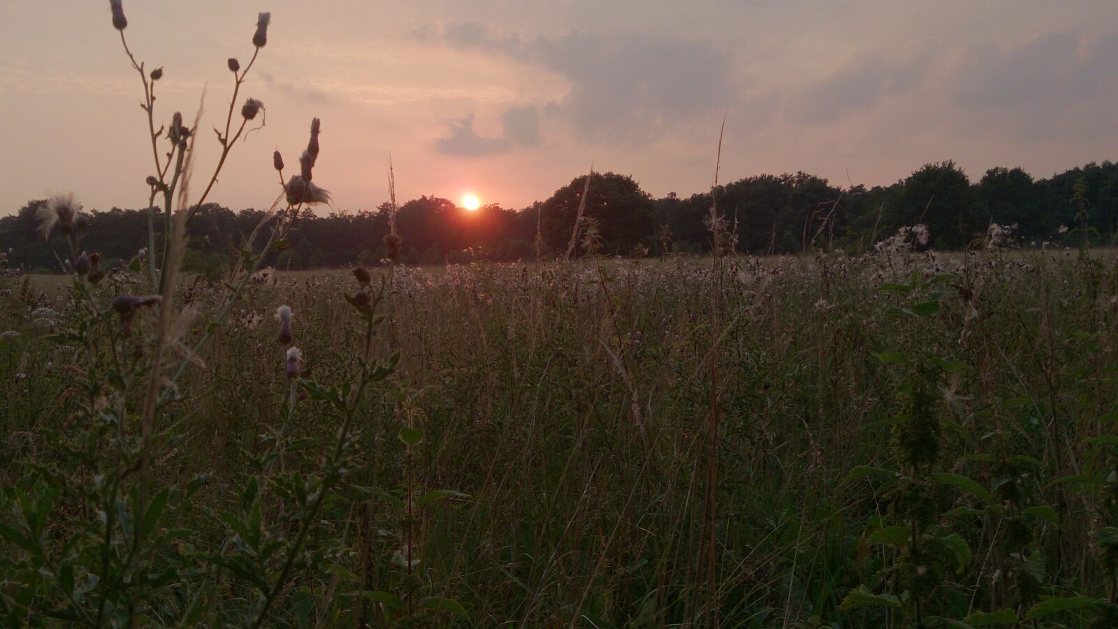 Sony Xperia Z sample photo. Field, forest, border, summer photography