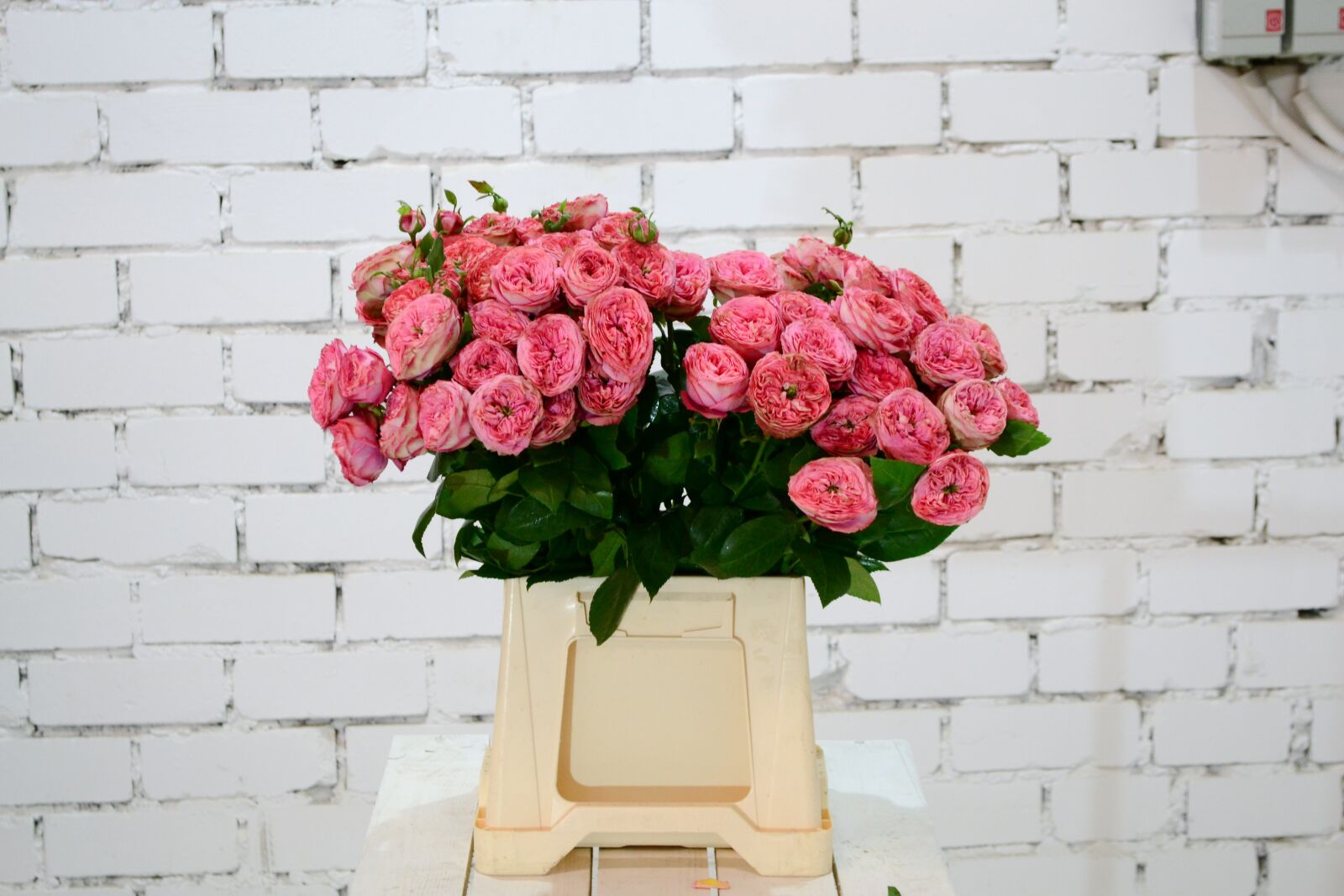 Nikon D3100 sample photo. Flowers, roses, beautiful flower photography