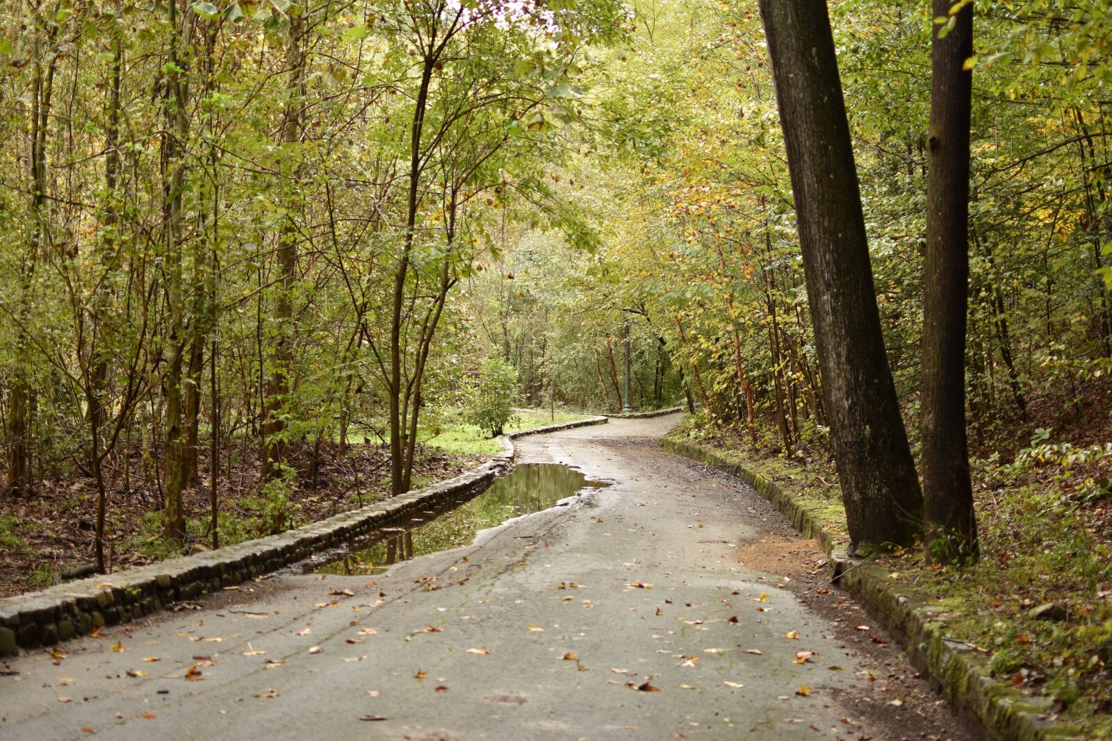 Nikon D5600 sample photo. Forest, park, nature photography