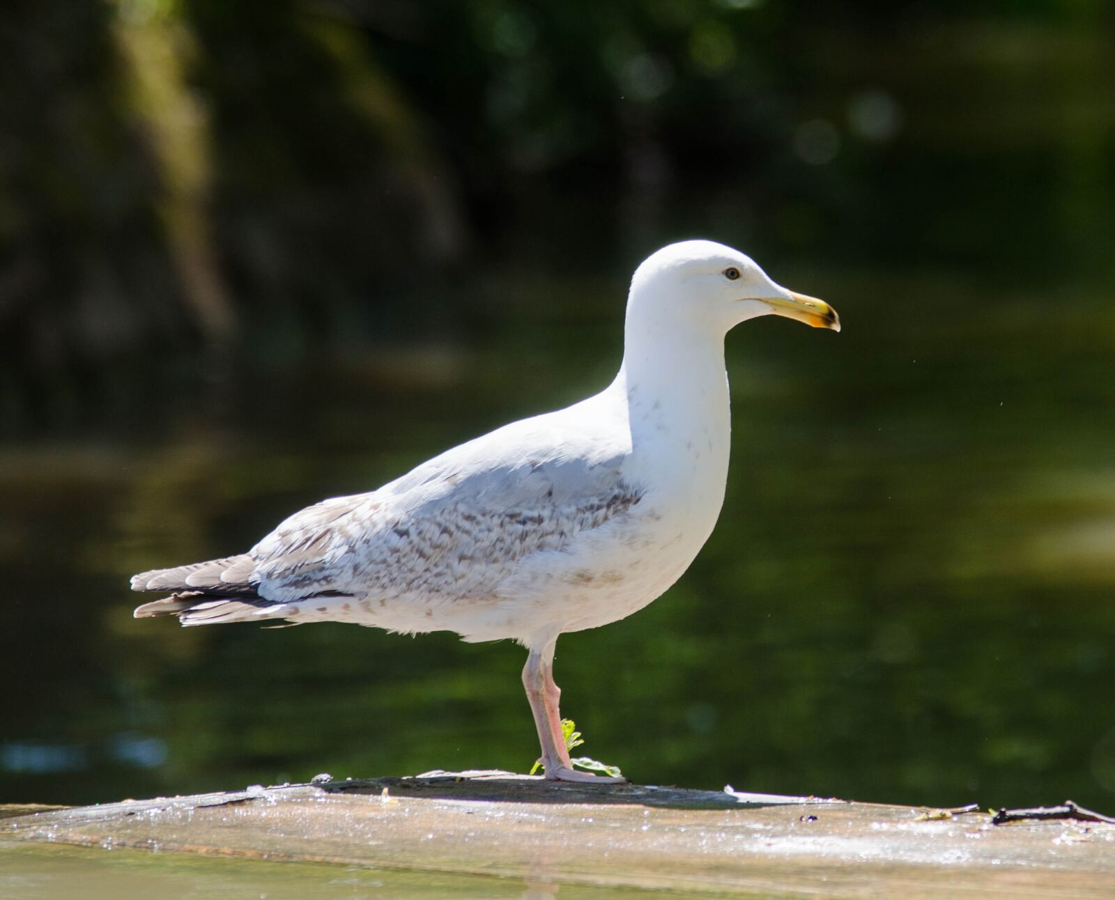 Nikon D7000 sample photo. Herring, gull, fly photography