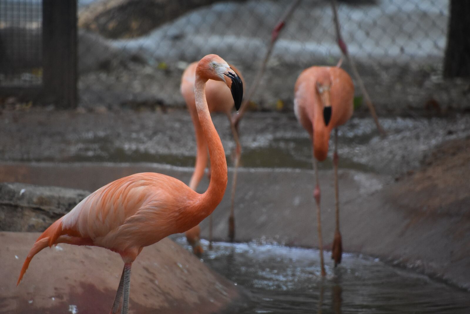 Nikon D7200 sample photo. Flamingo, red, profile photography