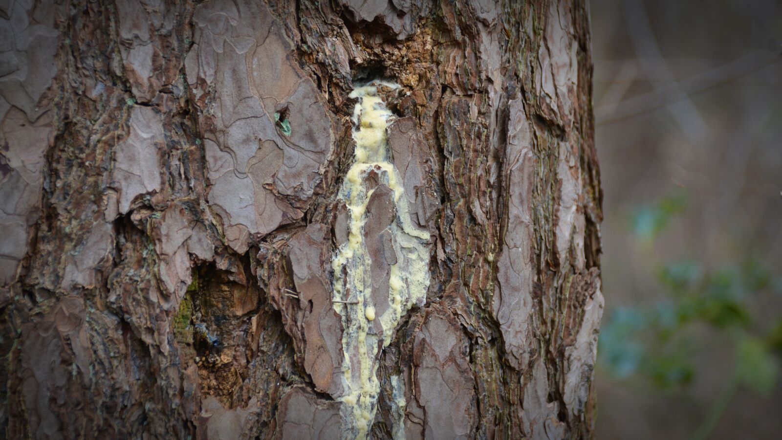 Nikon D5200 sample photo. Nature, tree, bitumen photography