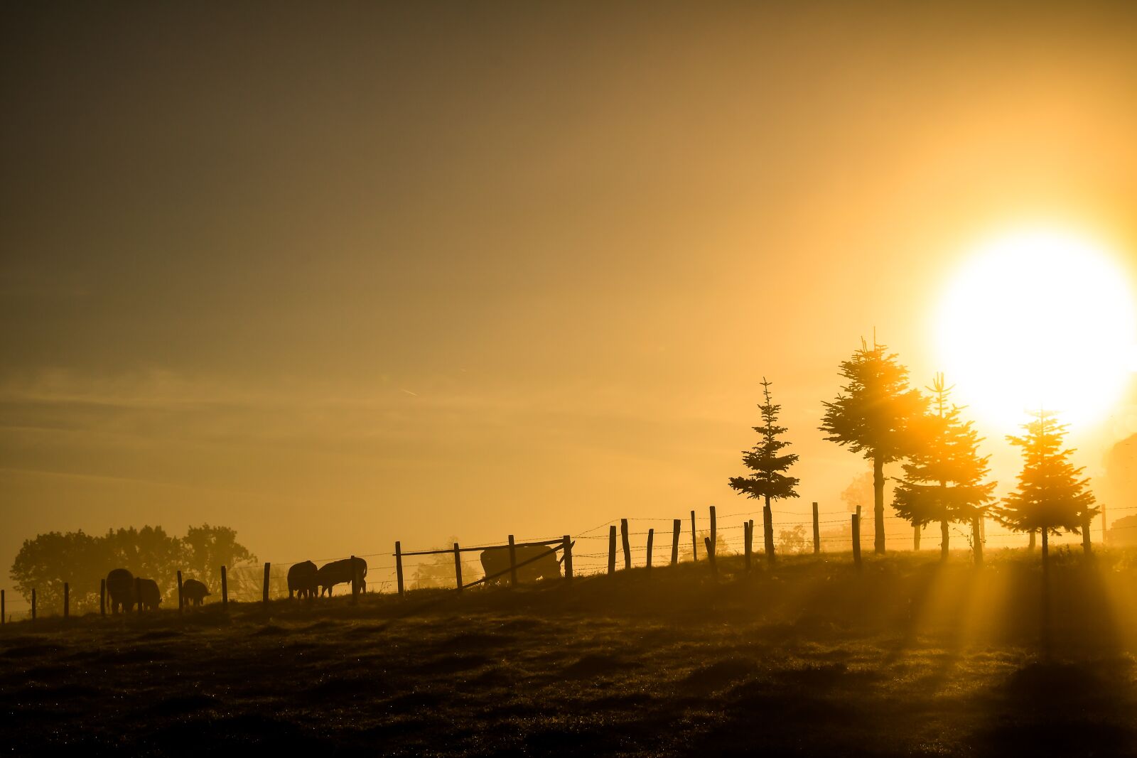 Canon EOS 750D (EOS Rebel T6i / EOS Kiss X8i) sample photo. Sunrise, morning light, morning photography