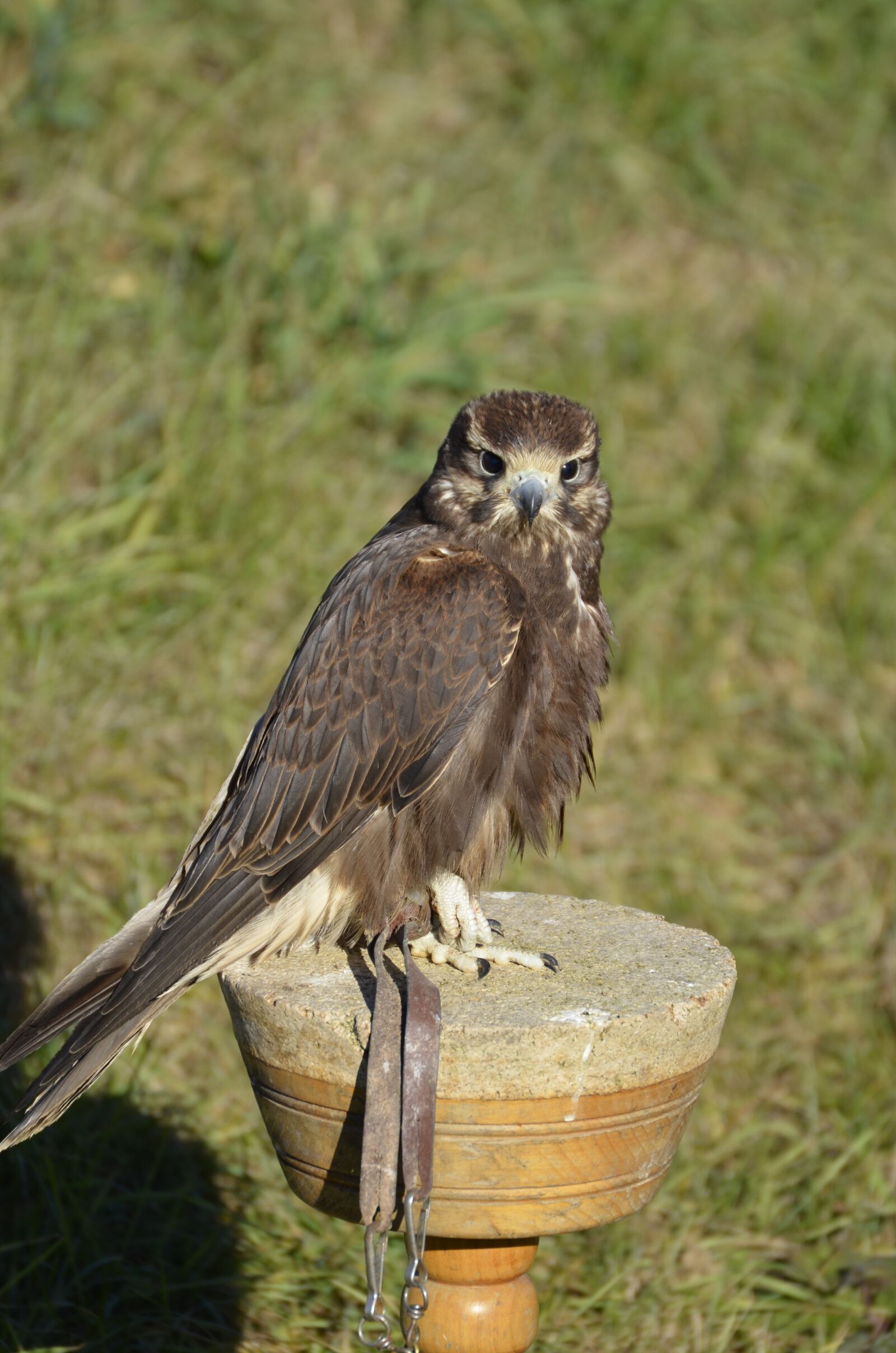 Nikon D5100 sample photo. Falcon, brown, falconry photography