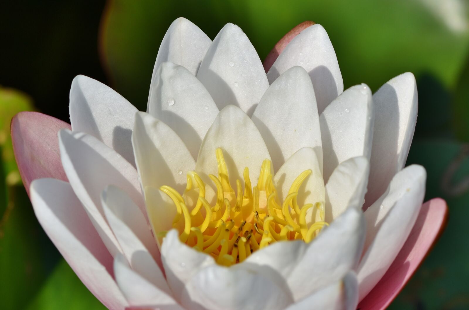 Nikon D7200 sample photo. Water lily, aquatic plant photography