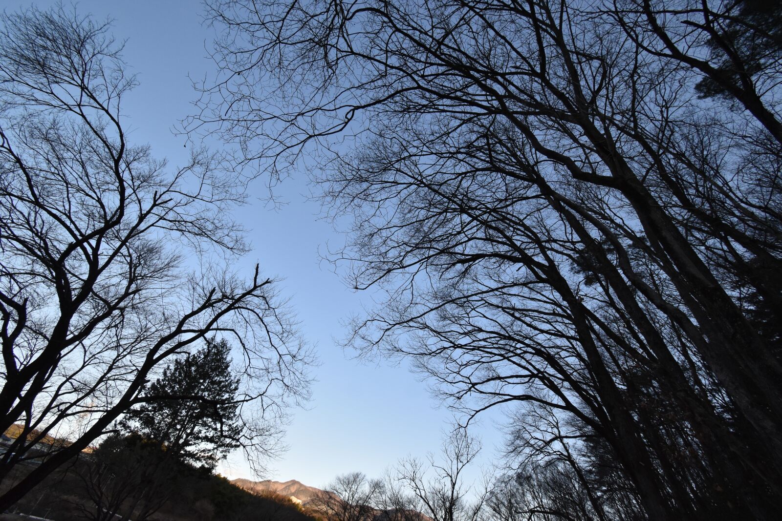 Nikon D3500 sample photo. Forest, tree, nature photography