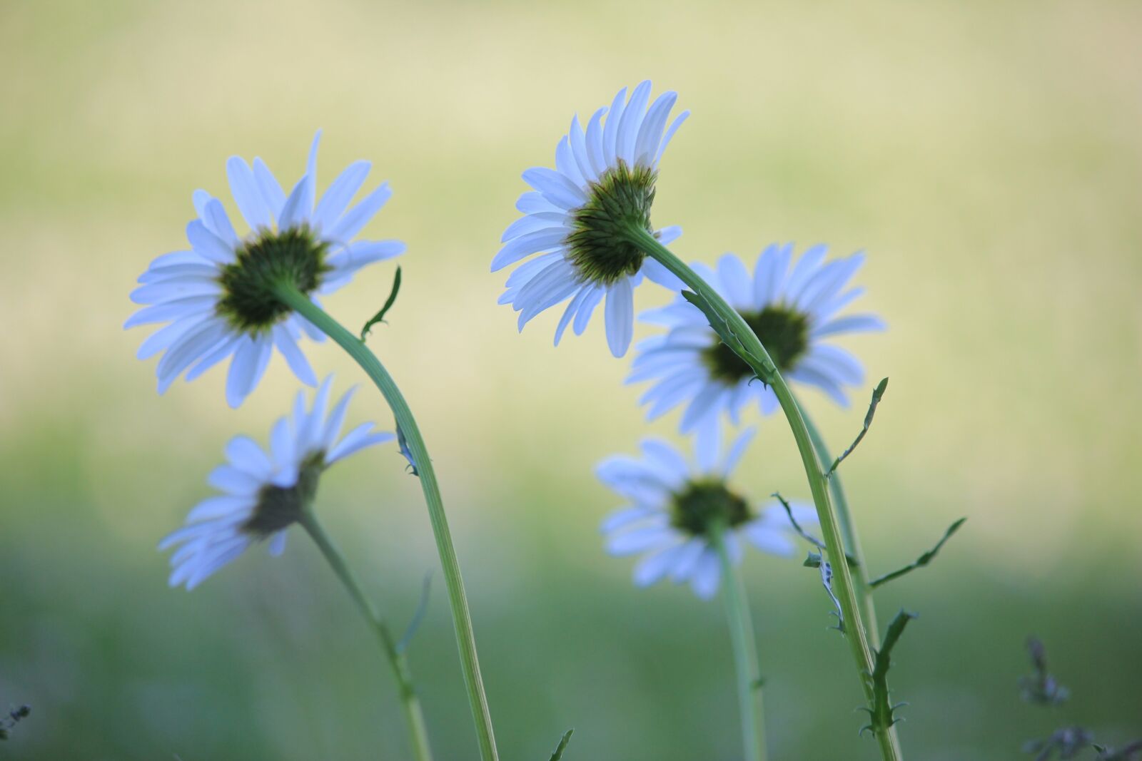 Canon EOS 550D (EOS Rebel T2i / EOS Kiss X4) sample photo. Flower, nature, flora photography
