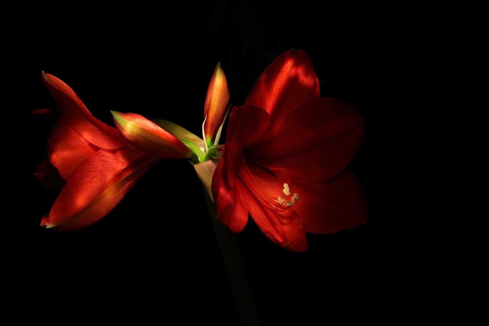 Canon EOS 650D (EOS Rebel T4i / EOS Kiss X6i) sample photo. Lowkey, amaryllis, knights star photography