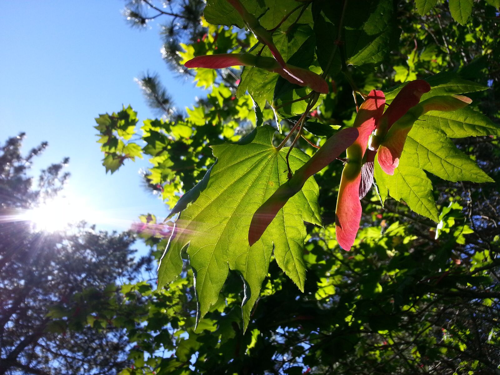 Samsung Galaxy Note2 sample photo. Maple, leaves, nature photography