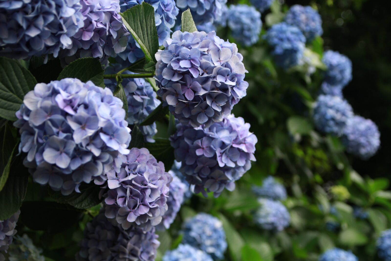 Canon EOS 7D sample photo. Hydrangea, plant, flowers photography