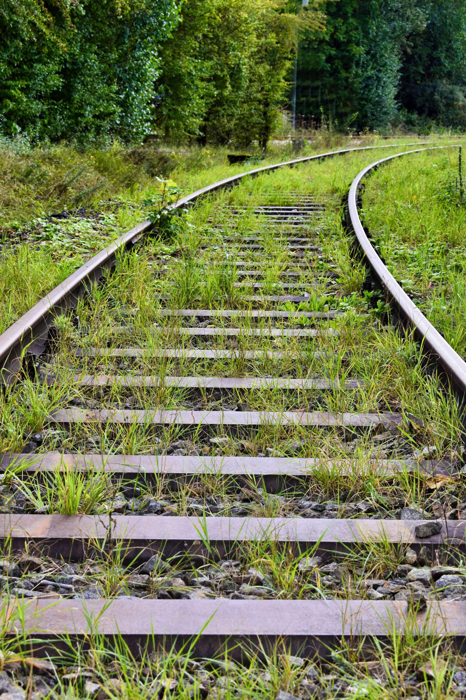 Nikon D3300 sample photo. Railway tracks, gleise, green photography