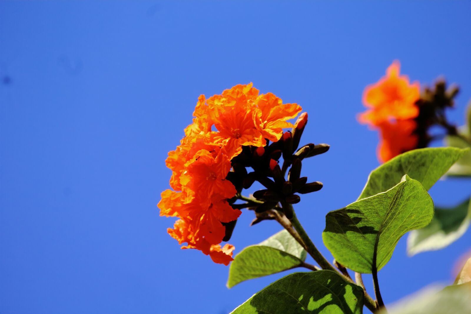 Canon EOS 1200D (EOS Rebel T5 / EOS Kiss X70 / EOS Hi) sample photo. Flower, nature, garden photography