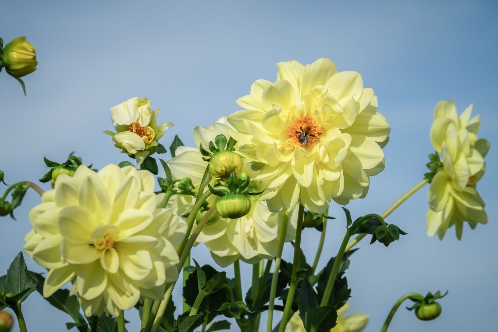 Fujifilm XF 55-200mm F3.5-4.8 R LM OIS sample photo. Dahlia, dahlias, bloom photography
