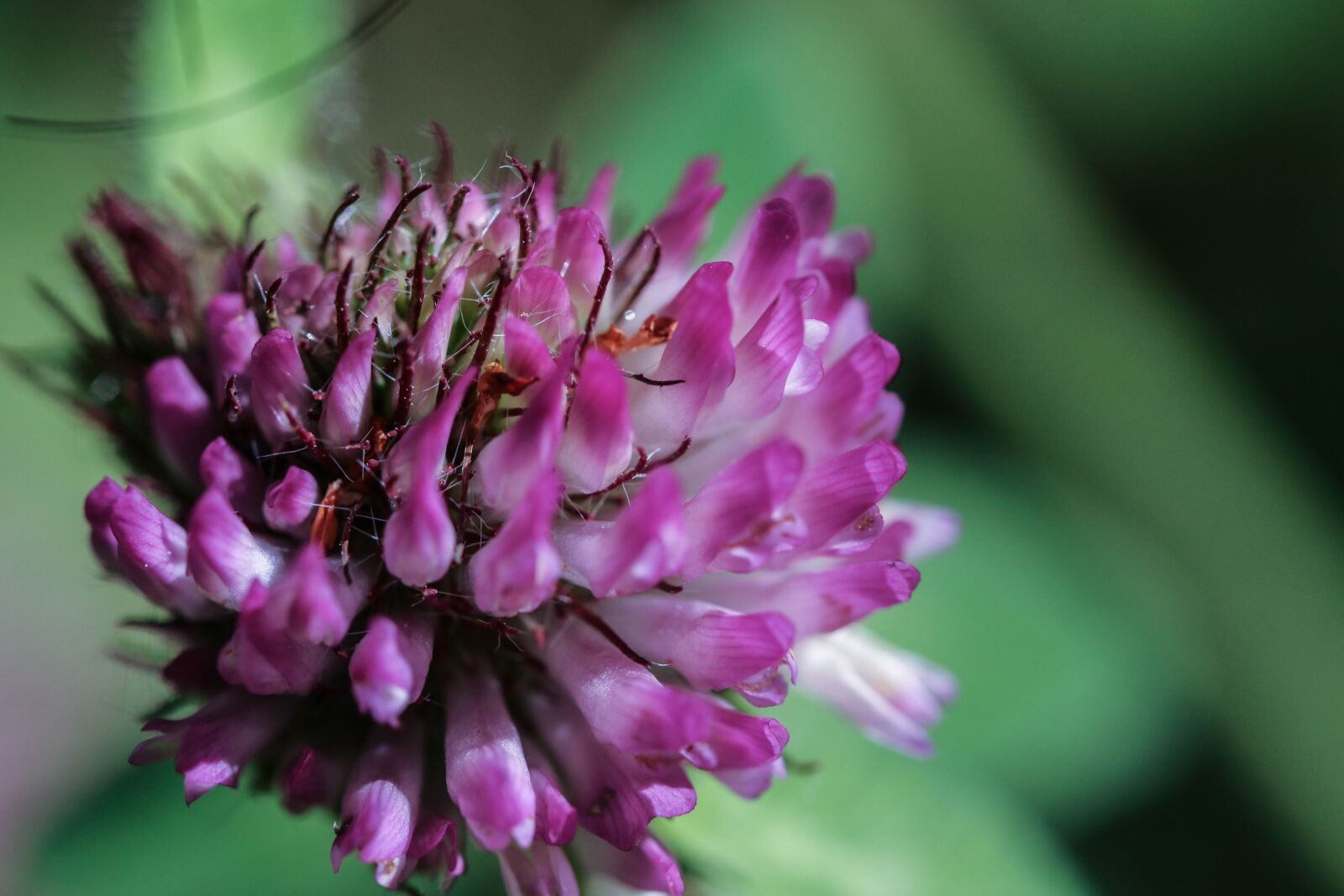 Canon EOS 7D Mark II sample photo. Wildflower, pink, nature photography