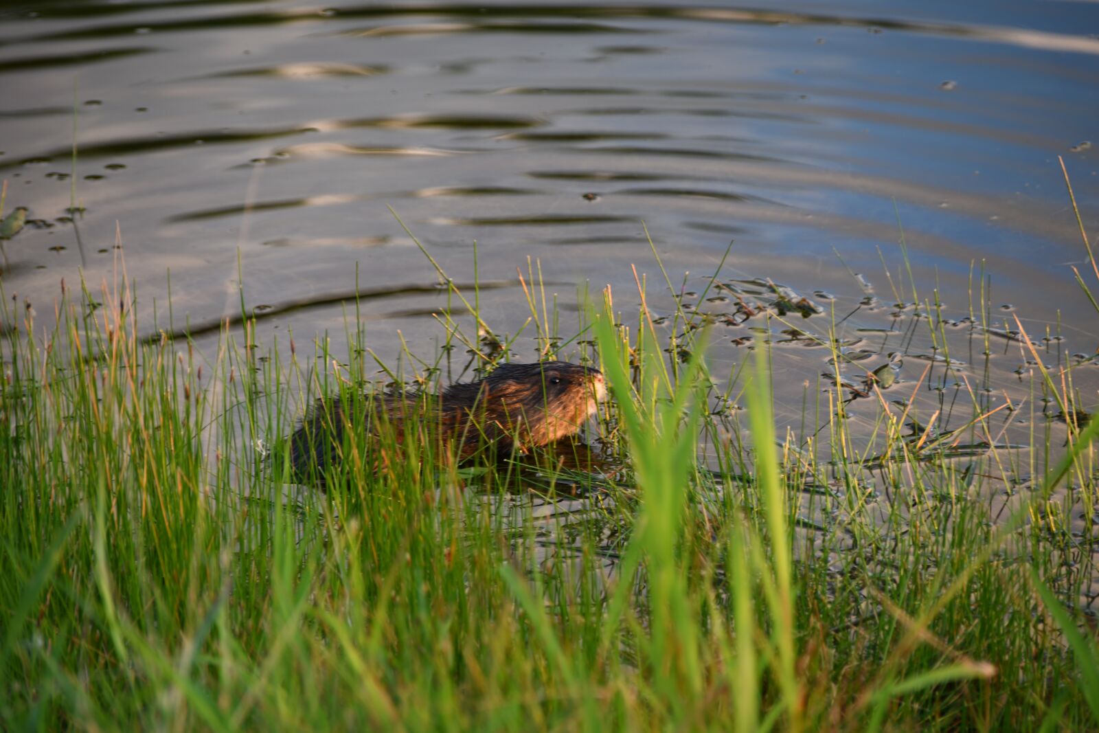 Nikon D7500 sample photo. Nature, water, landscape photography