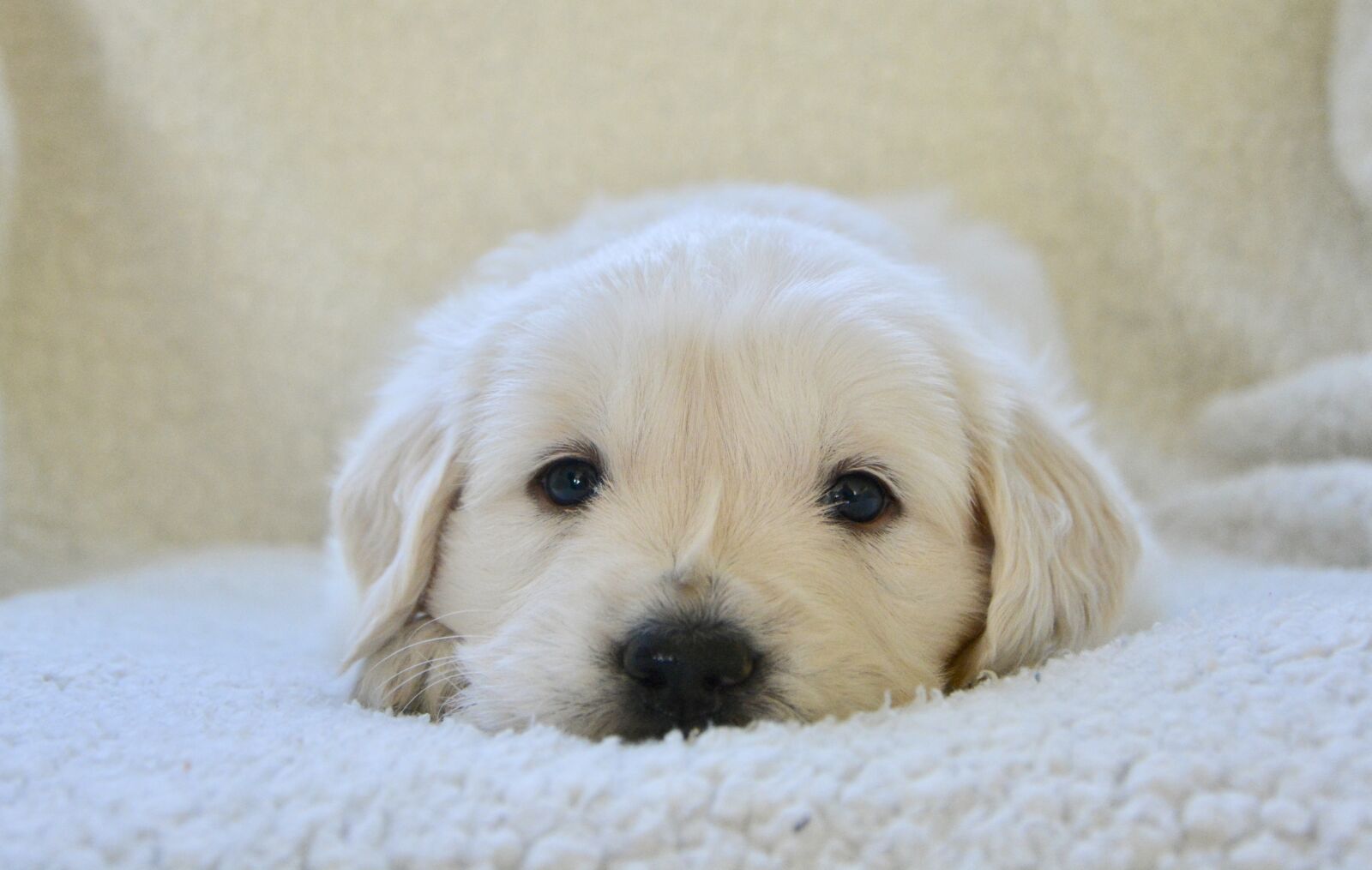 Nikon D5200 sample photo. Puppy, golden retriever puppy photography