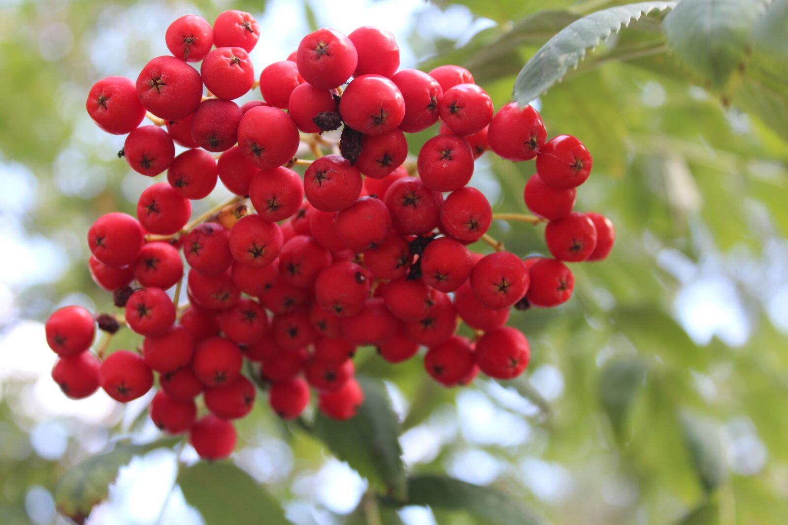 Canon EOS 1200D (EOS Rebel T5 / EOS Kiss X70 / EOS Hi) sample photo. Rowan, tree, plant photography